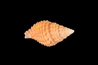 藏品(可愛峨螺)的圖片